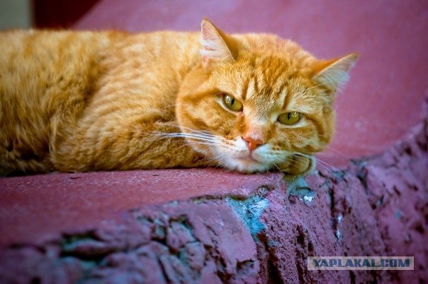 Котовторник 22.11.11