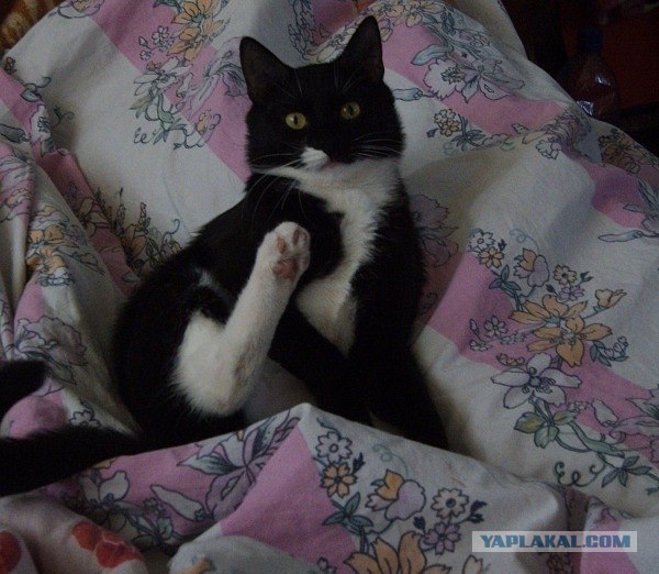 Котовторник (14.02.2012)