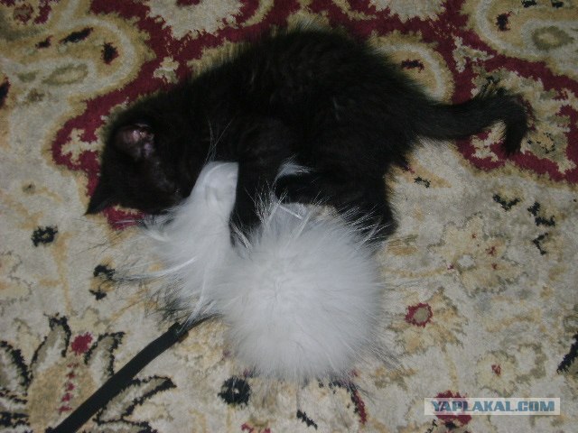 Котовторник   5.06.2012