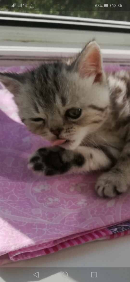 Забавные фото котеек