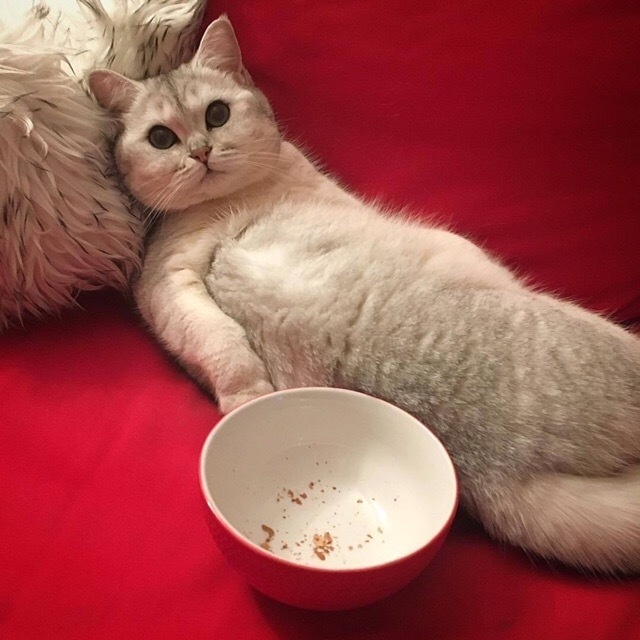 Забавные фото котеек