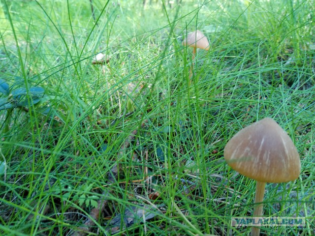 Майские грибы