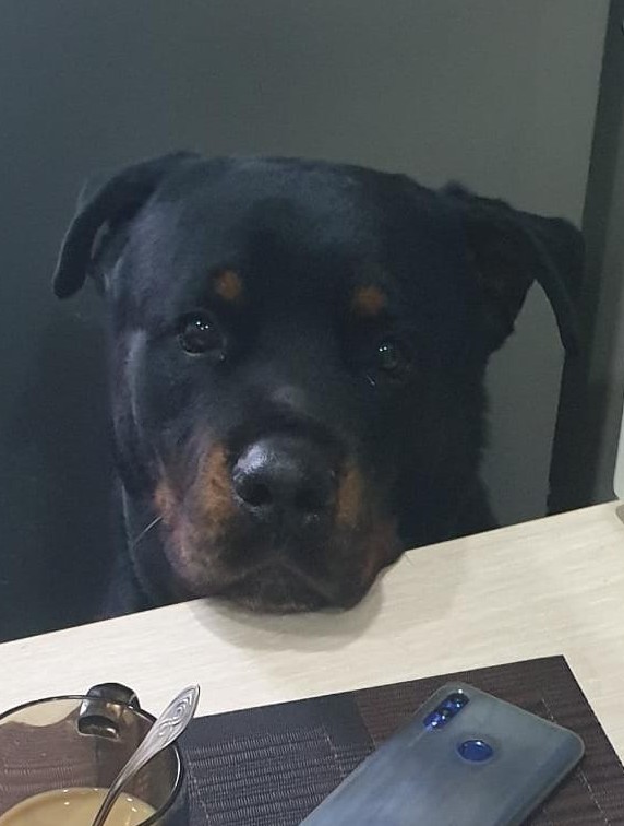 Что любят котики...