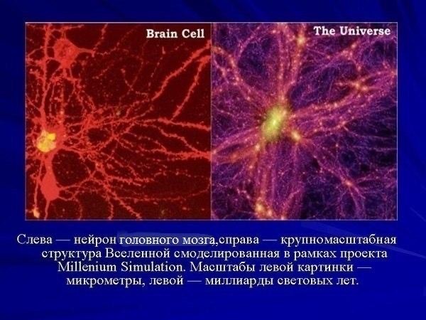 Ученые обнаружили удивительное сходство между строением мозга и Вселенной