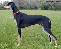 Маленькая девочка не дала в обиду своего кота