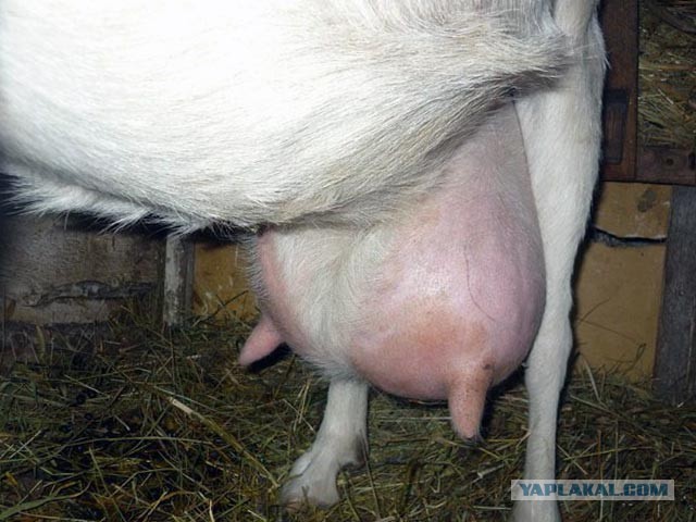 Дамы из Инстаграмма