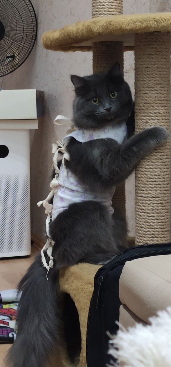 Котовторник