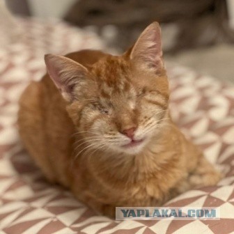 Мариупольские котики экстренно ищут дом