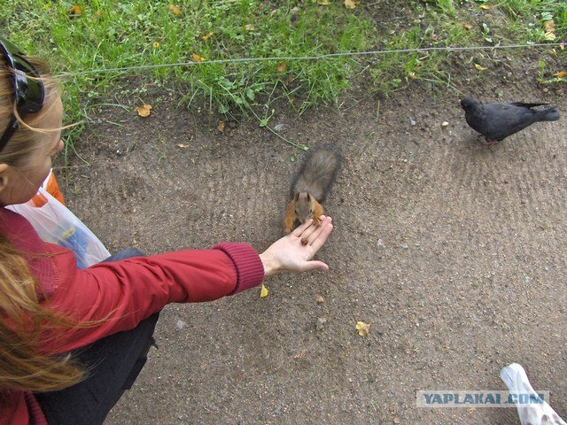 Деревенская Америка