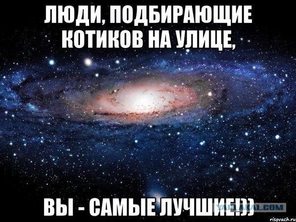 Котоюмор на ЯП. Веселые кото-картинки!