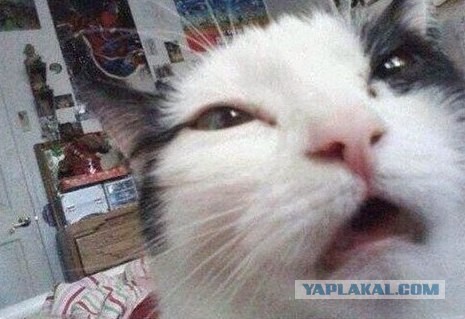 Фетишист