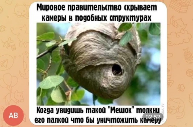 Устранение осиного гнезда