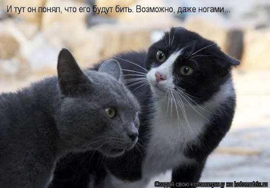 К котовторнику: подборка картинок-баянов с котиками и про котиков. Выпуск 37.