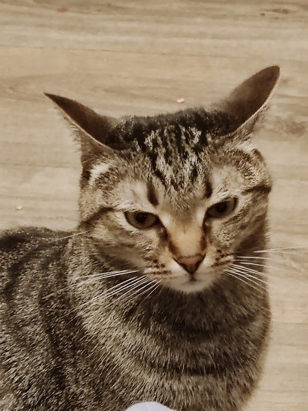 Ну’с с котовторником Вас товарищи