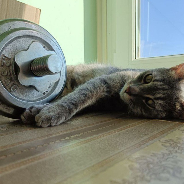 Котовторник#