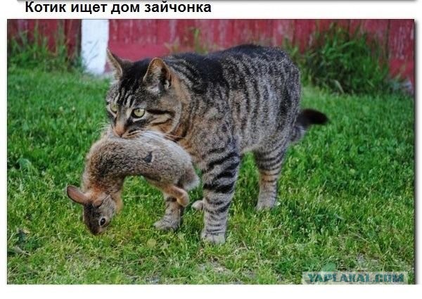 Очередной пример взаимопомощи в животном мире