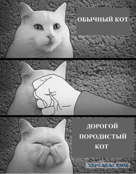 Принес нового "друга" к себе домой !
