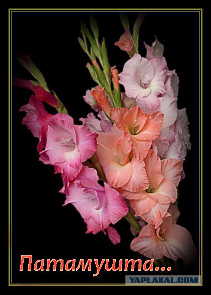 Семь наивных вопросов сторонникам Евромайдана