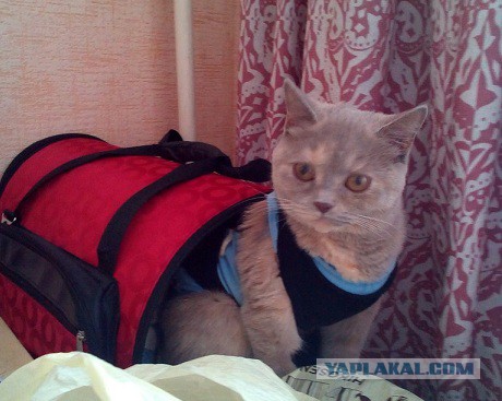 Котовторник 24.06.2014