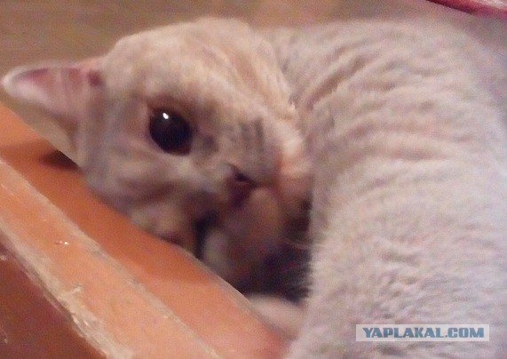 Котовторник 21.10.2014