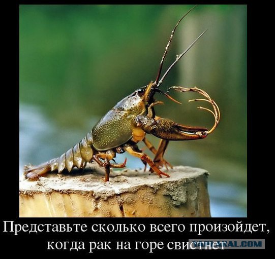 И в НАТО не возьмут!