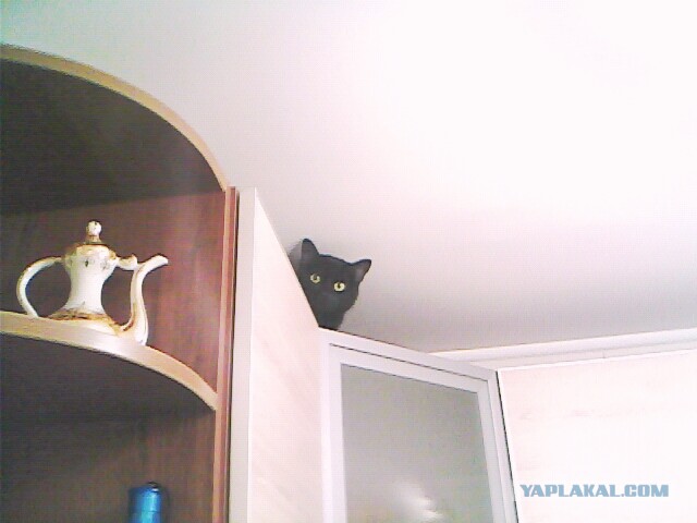 Котовторник 27.01.2015