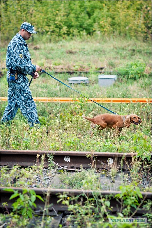 Центр кинологической службы Упр-ния на транспорте