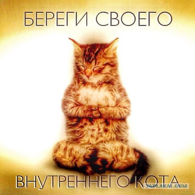 Синие коты художницы Ирины Зенюк
