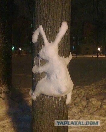 Заяц лезет на дерево