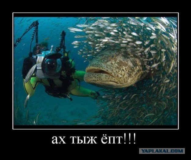 Страсти на мордастях или к чему приводят неудачные