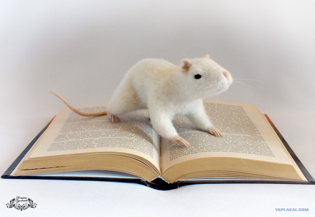 Книга крыса люди. Белая крыска с очками и с книжкой. Белая крыса книга. Белая мышь книга. Белая крыса купить книгу.