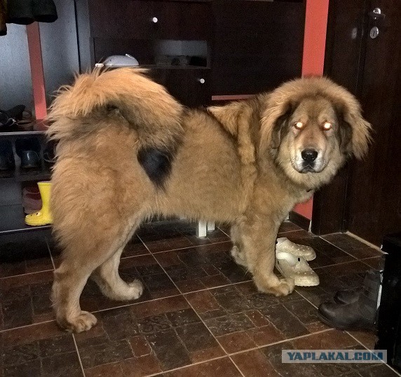 Собакочетверг же, ау!