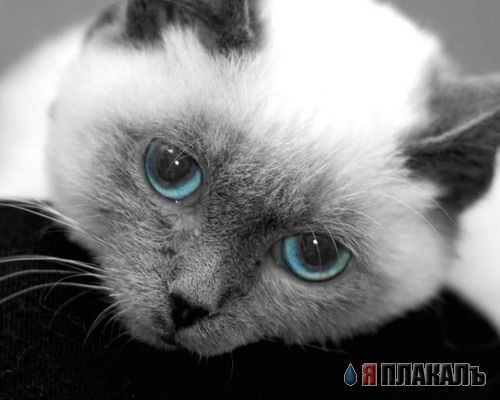 Коты, кошки, котята