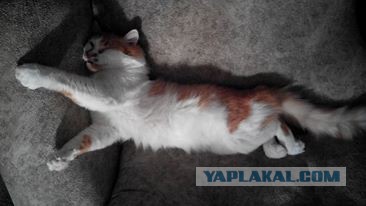 Котовторник 19.01.2016