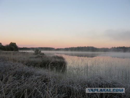 Веппский край, Южная тайга