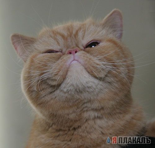 Коты, кошки, котята