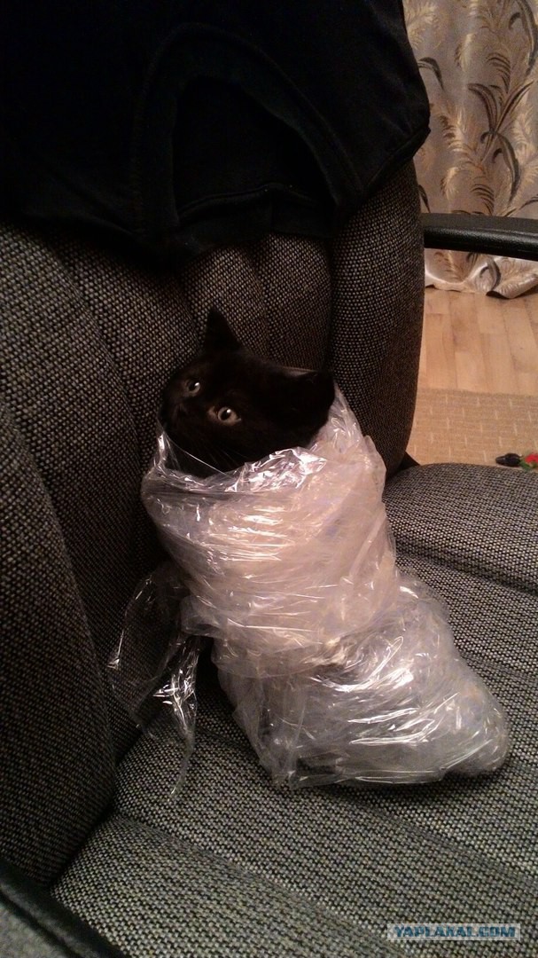 Котовторник