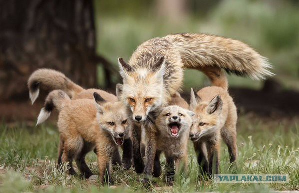 Больше, чем фото