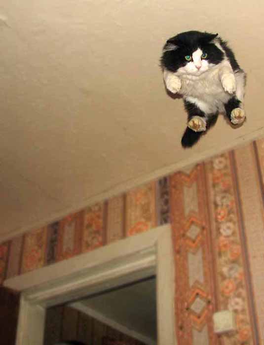 Коты, кошки, котята