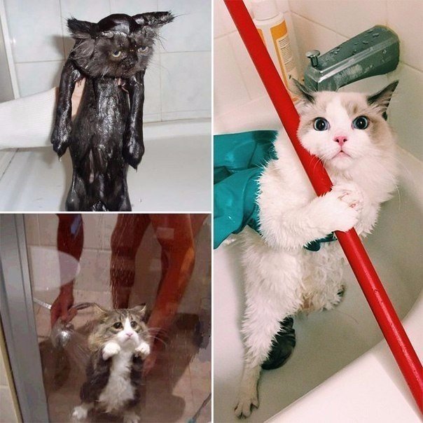 Мохнатые беспредельщики