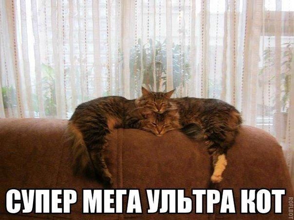 Мохнатые беспредельщики