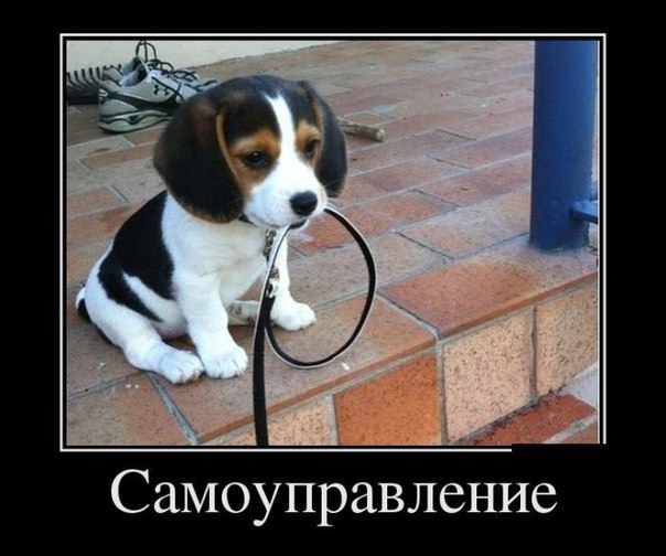 Порция позитива на вторник