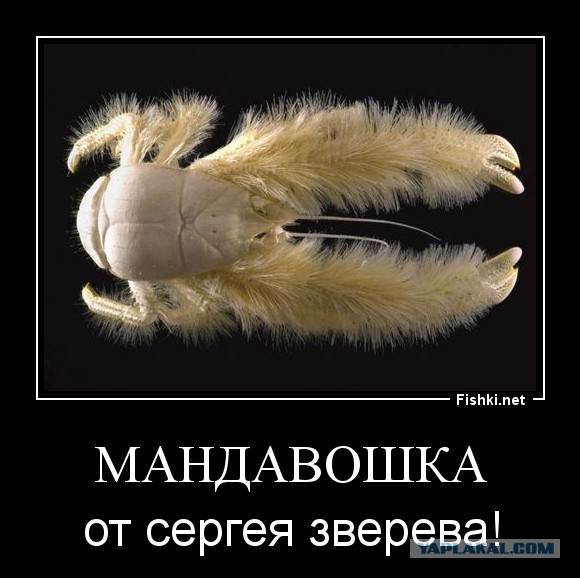Захватывающая макрофотография насекомых