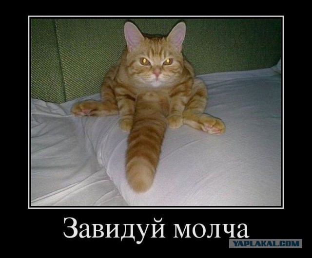 Самоcтоятельный кот