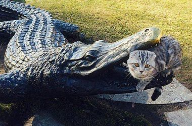Кот обратил в бегство крокодилов