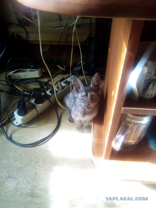 Котовторник 15.11.2016