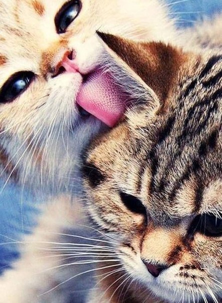 Коты из сети