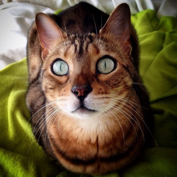 Коты из сети