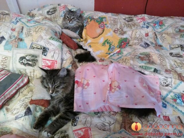 Котовторник  31.01.2017