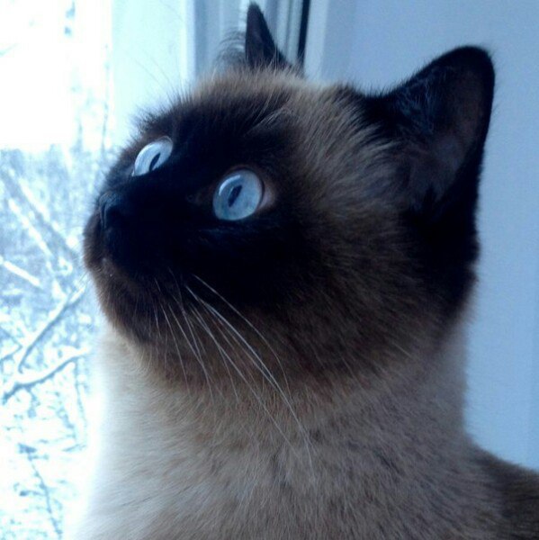 Коты и Кошки